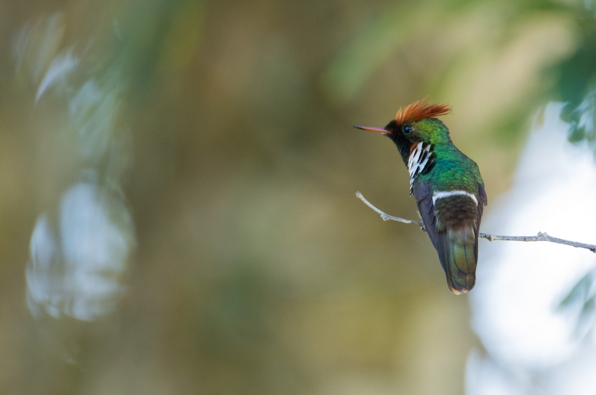Frilled Coquette - Luana Bianquini