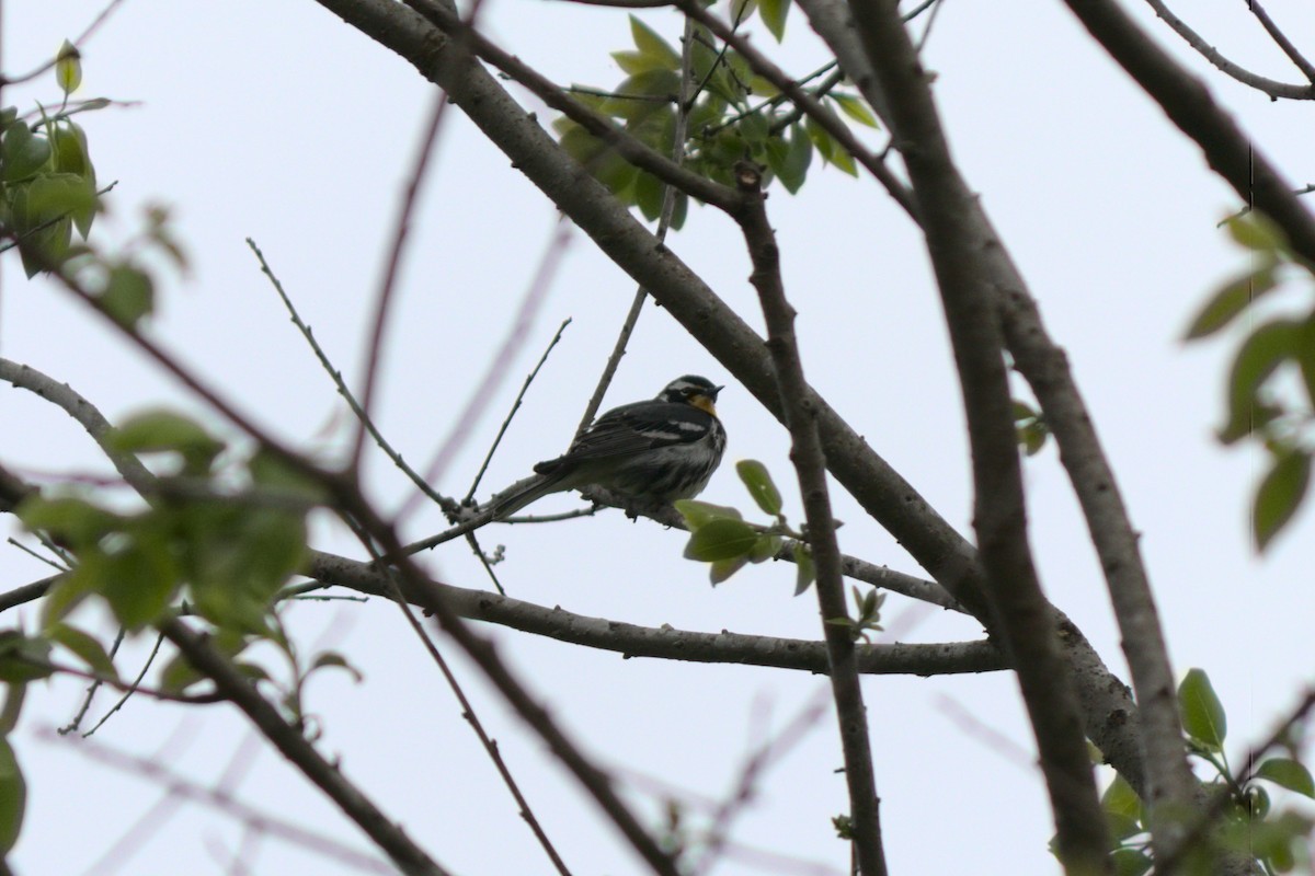 Yellow-throated Warbler - ML242605891