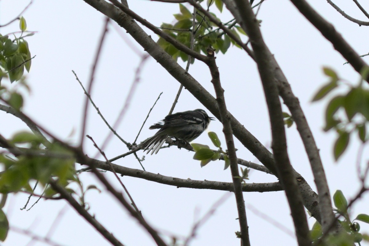 Yellow-throated Warbler - ML242605901