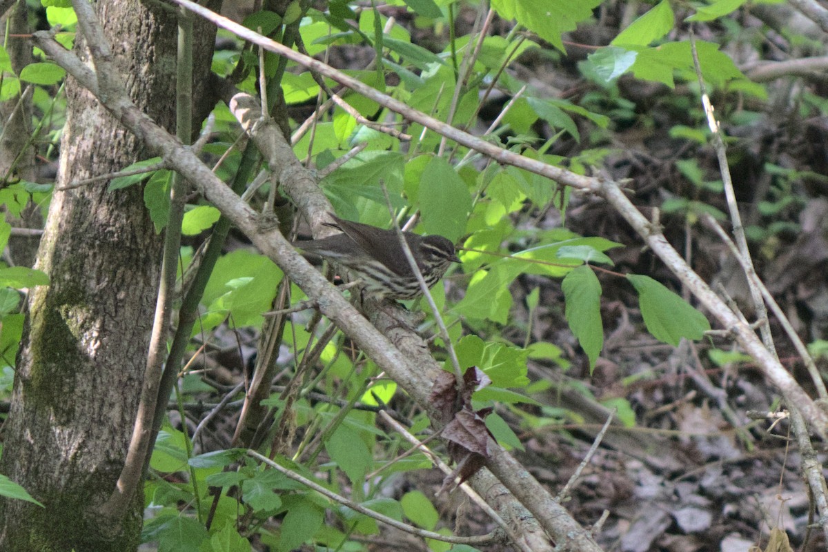 Louisiana Waterthrush - ML242607461
