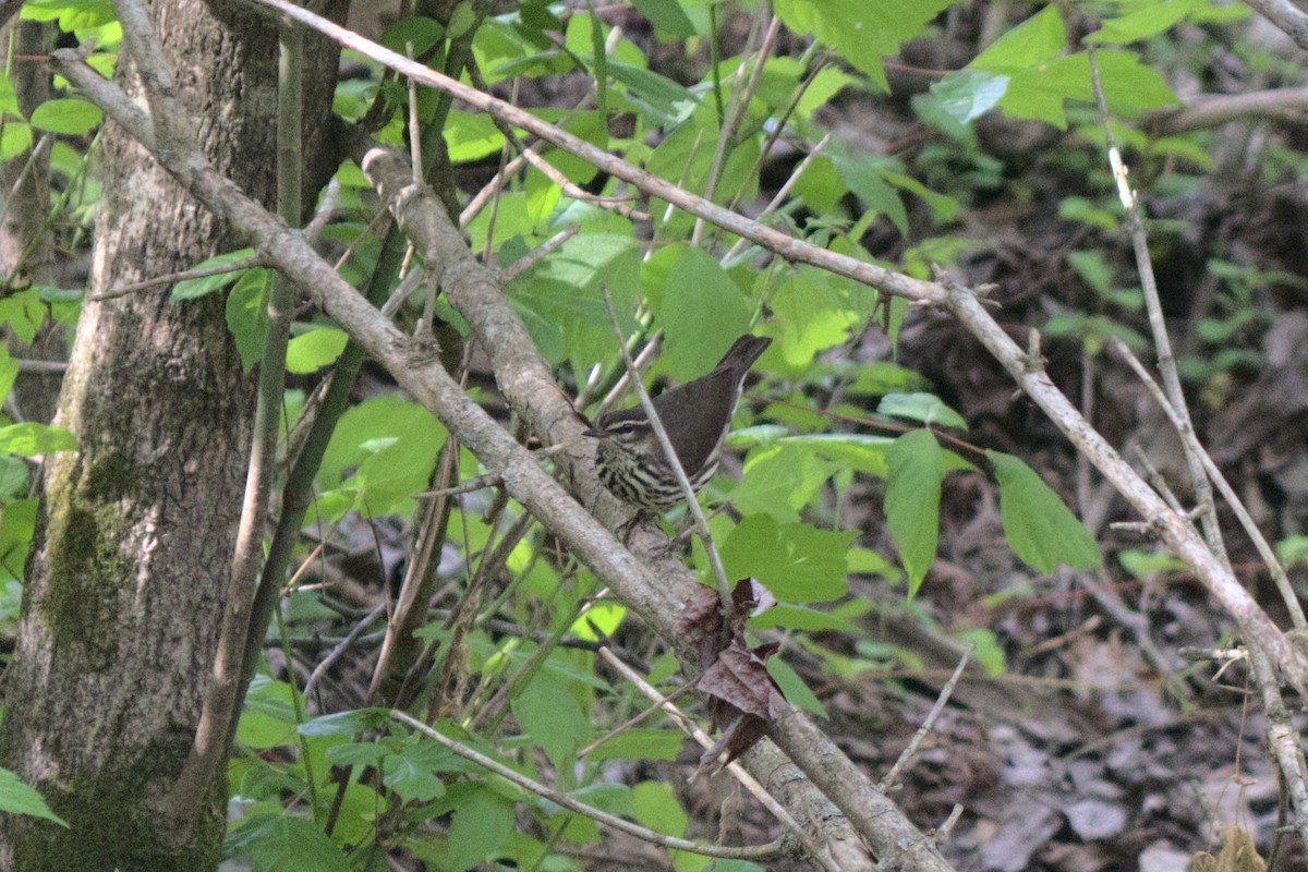 Louisiana Waterthrush - ML242607471