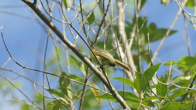 Yellow Tyrannulet - ML242608581