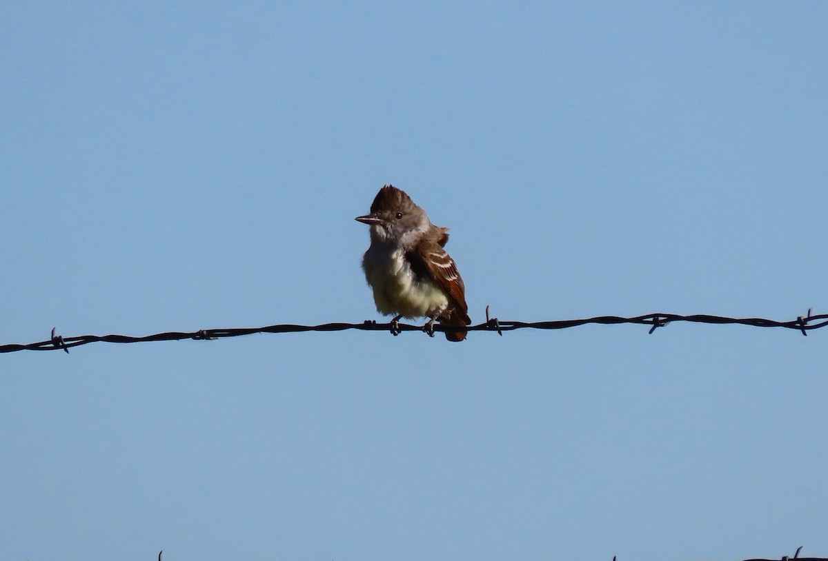 Ash-throated Flycatcher - ML242608861