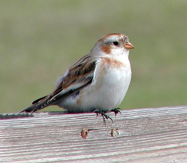 Snow Bunting - ML24261131