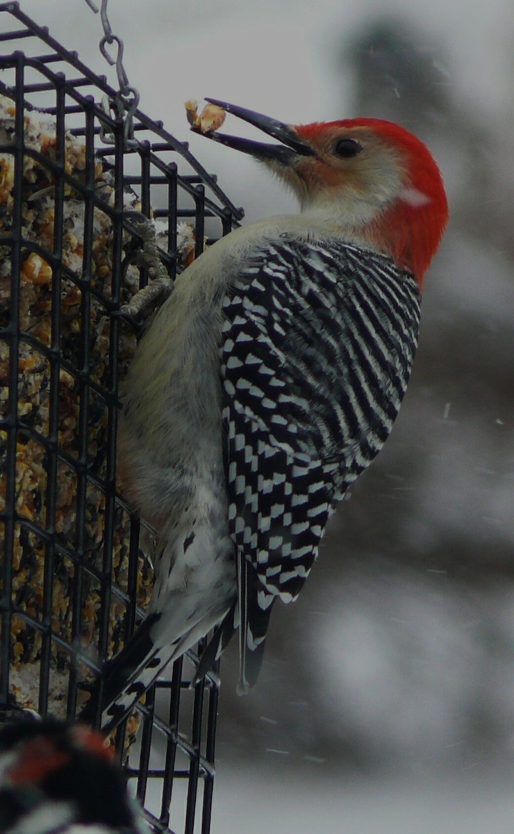 Red-bellied Woodpecker - ML24261231