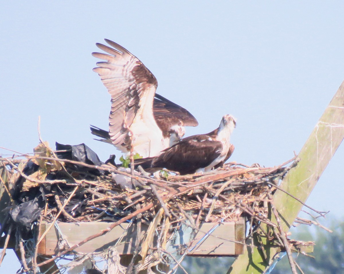 Загасч явлаг - ML242613341