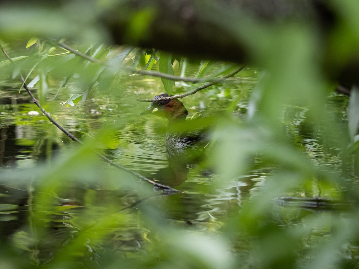 Little Grebe - ML242614161