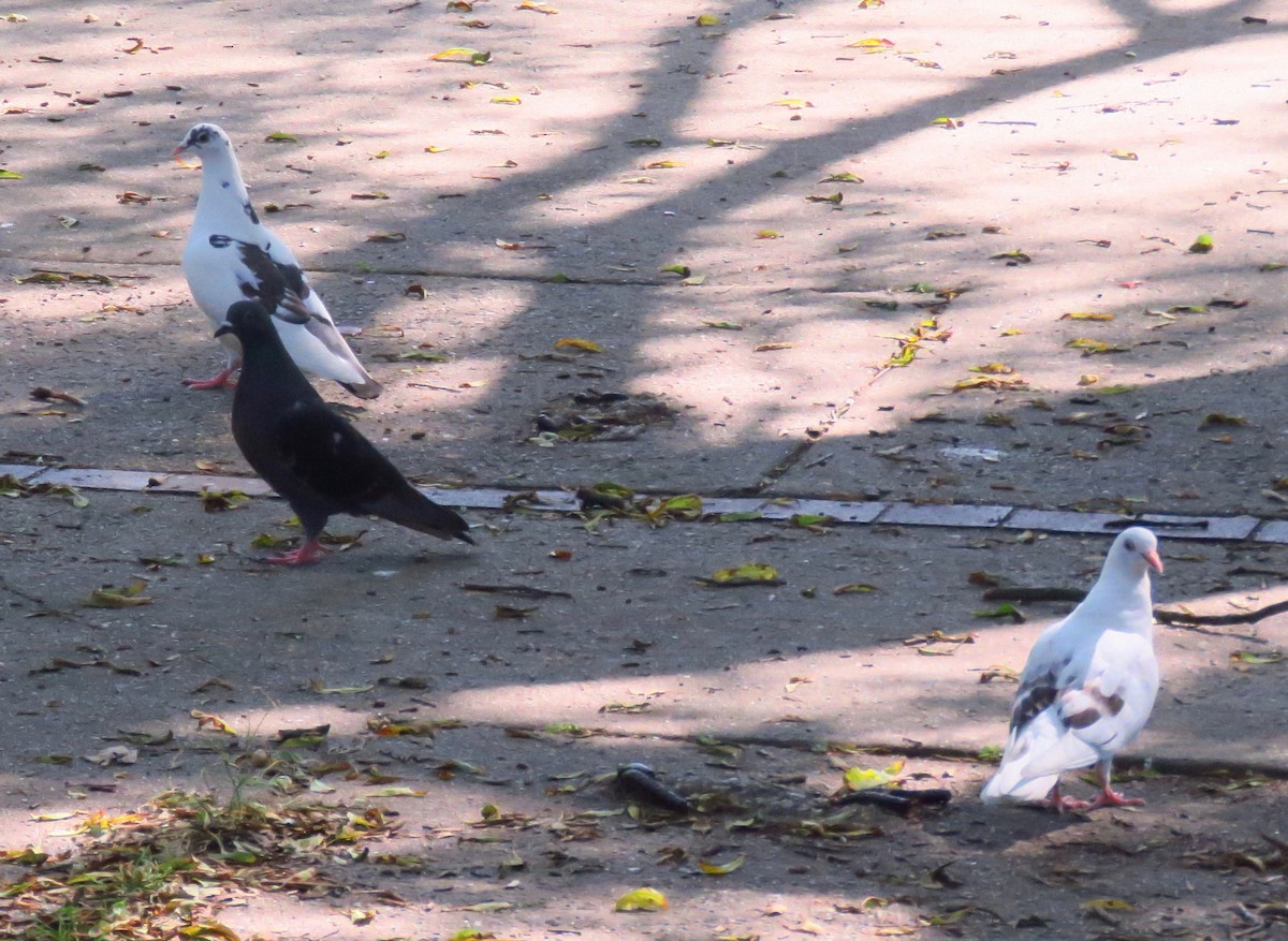 Piccione domestico - ML242615821