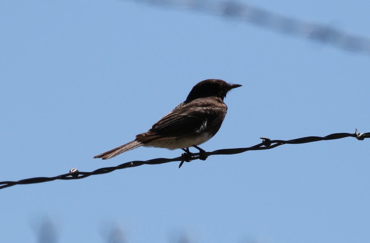 Black Phoebe - ML242616241
