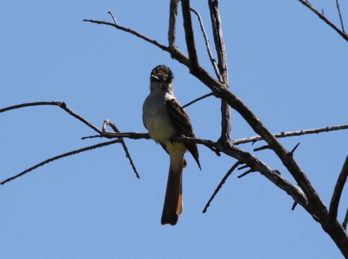 Ash-throated Flycatcher - ML242616261