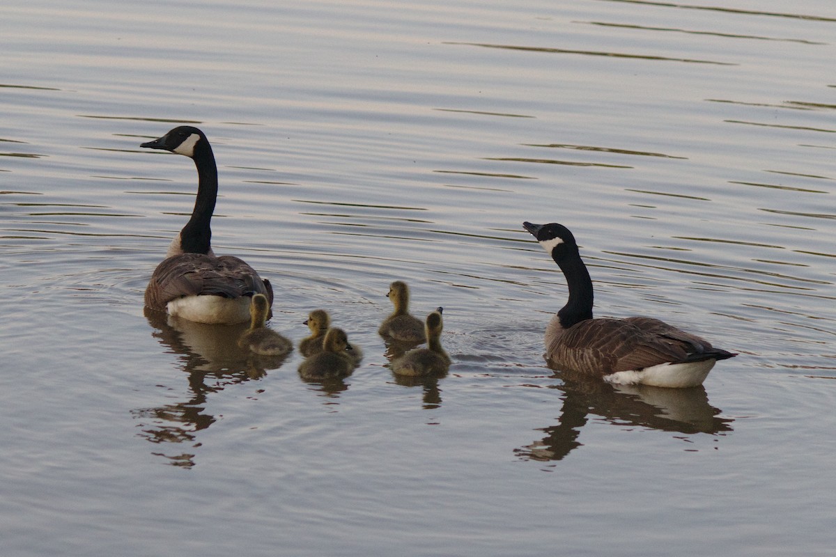 Canada Goose - ML242617911