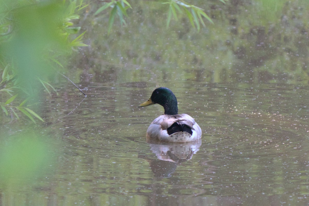 Mallard (Domestic type) - ML242618971