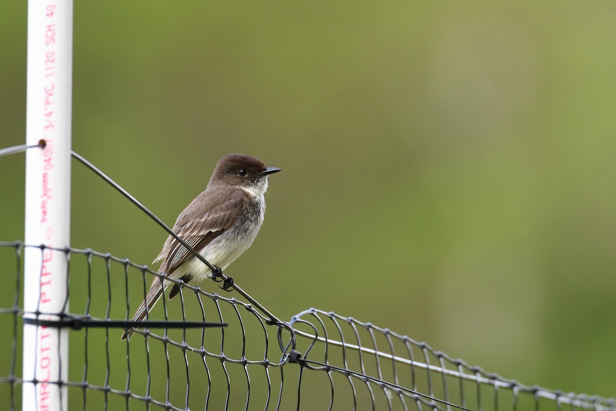 Eastern Phoebe - ML242619741