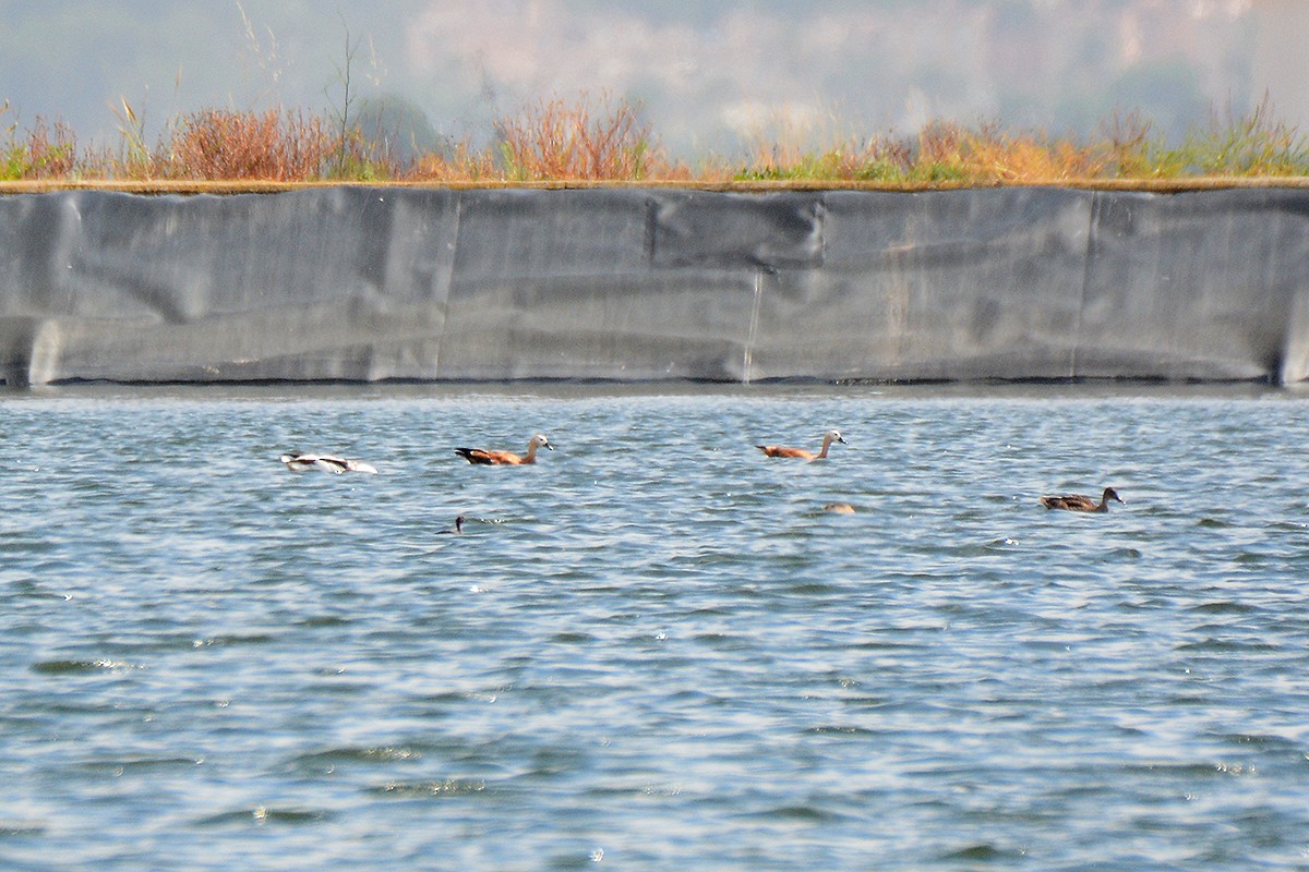 Ruddy Shelduck - ML242619891