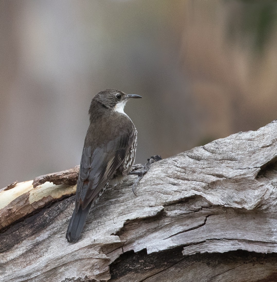 White-throated Treecreeper - Sonja Ross