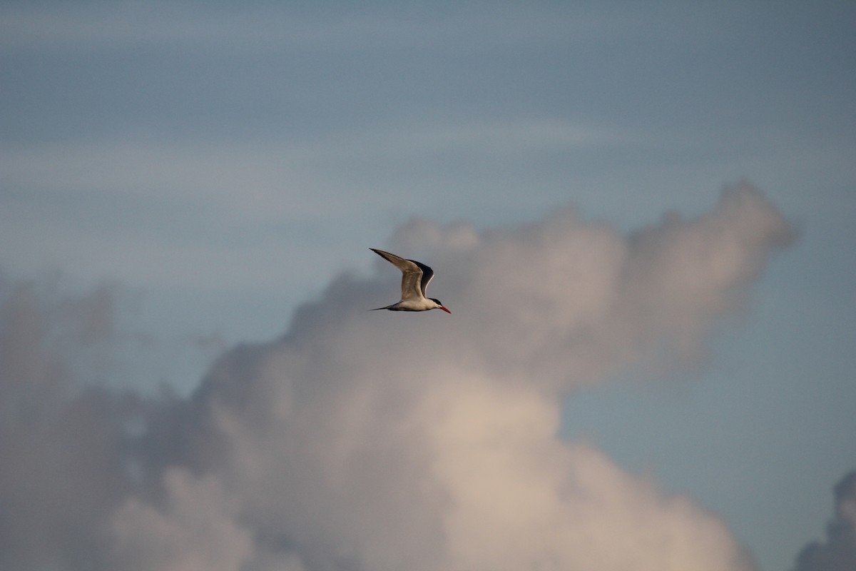 Royal Tern - simon walkley