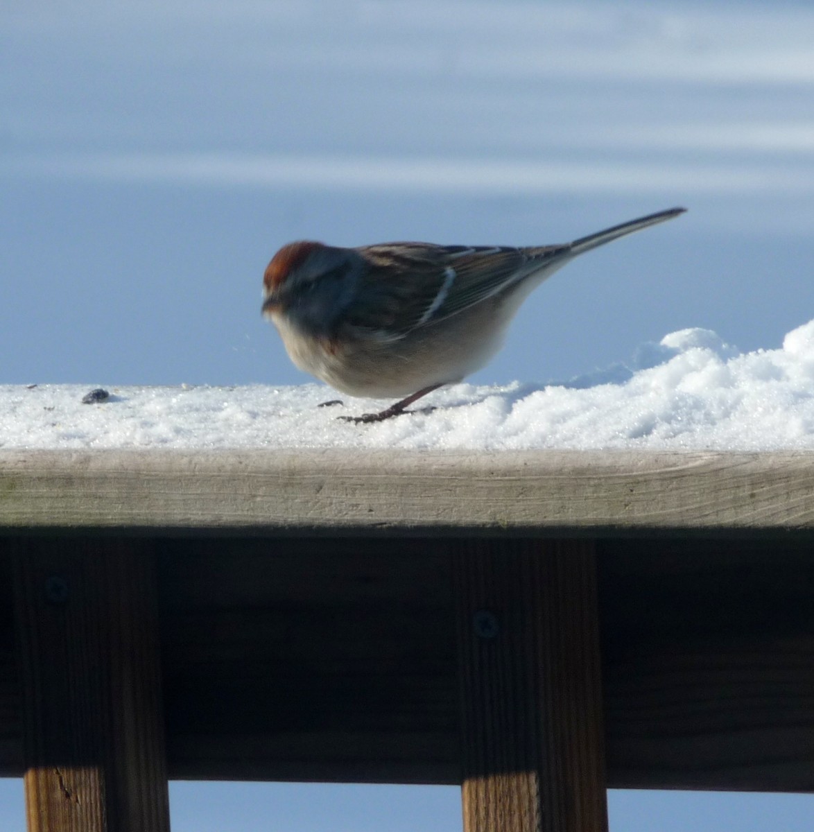 American Tree Sparrow - ML24262121