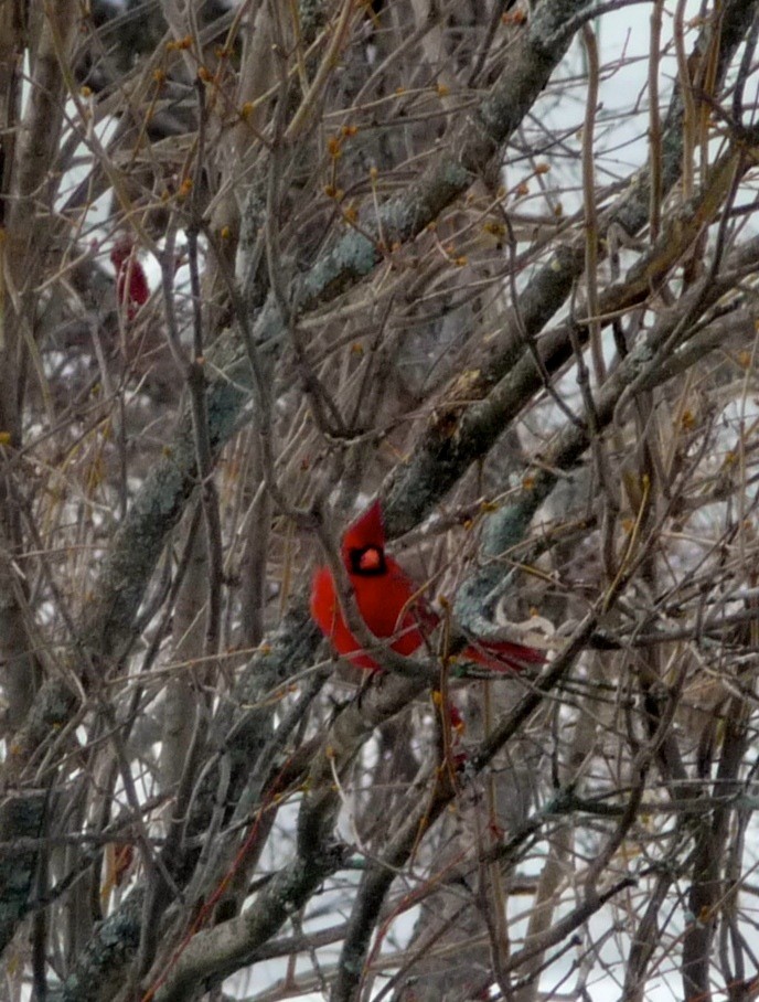 Cardinal rouge - ML24262151