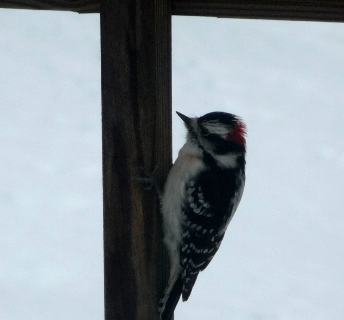 Downy Woodpecker - ML24262291