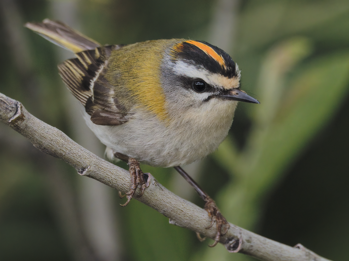 Common Firecrest - ML242626941