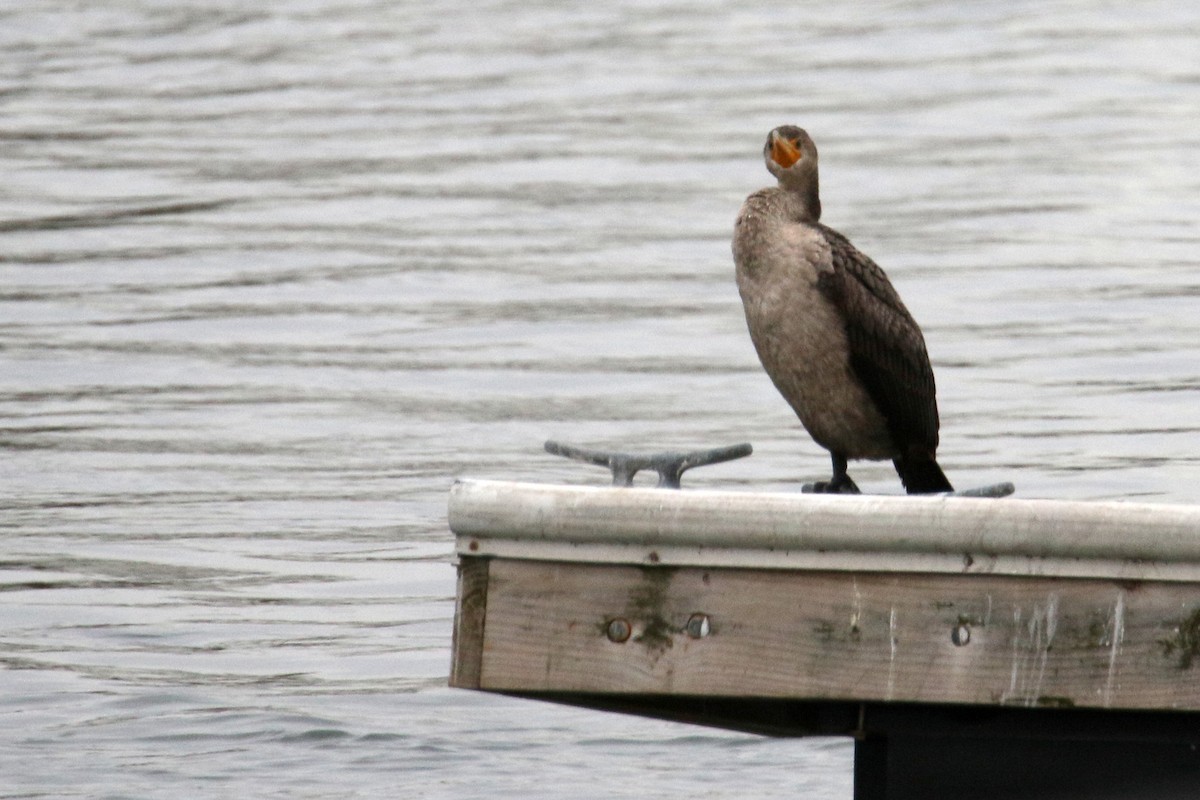 Double-crested Cormorant - Russ Smiley