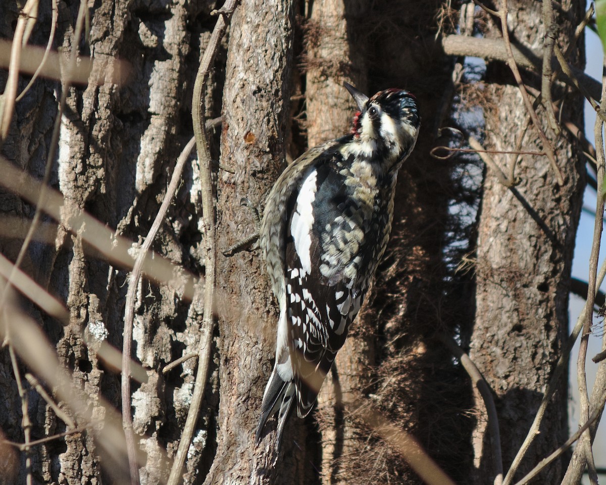 Yellow-bellied Sapsucker - ML242627571