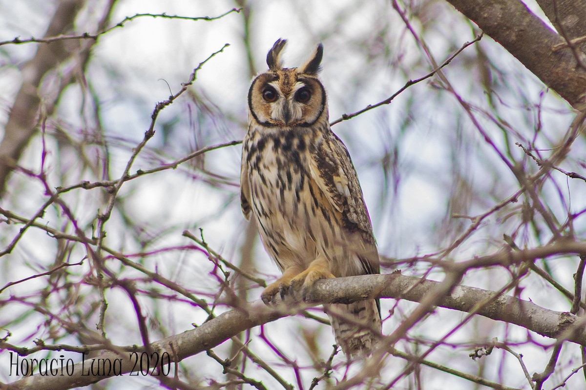 Striped Owl - Horacio Luna