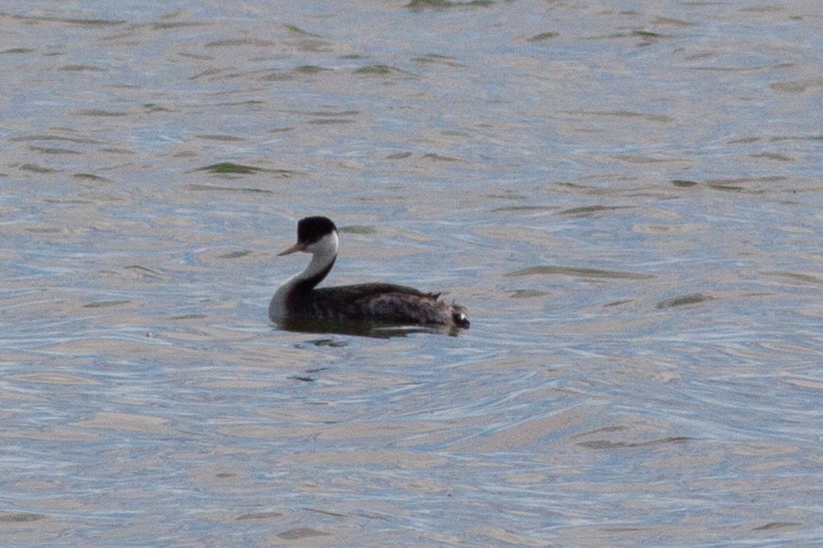 Western Grebe - Bunkie Mangum