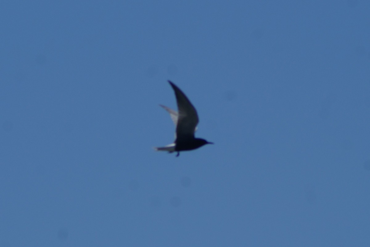 Black Tern - ML242628581