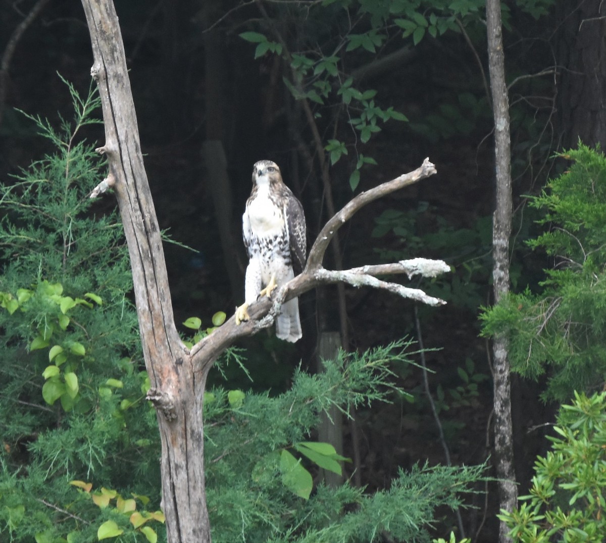 Red-tailed Hawk - ML242628891