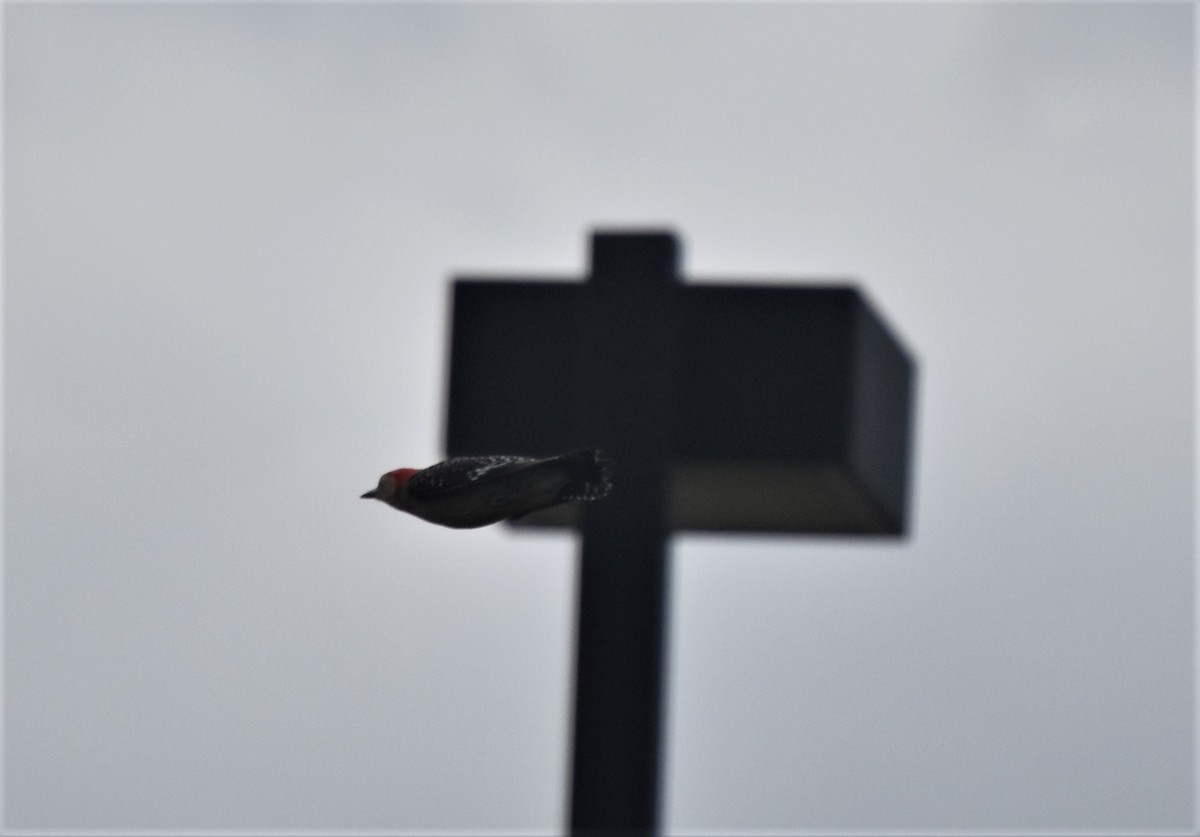 Red-bellied Woodpecker - Matt Lawing