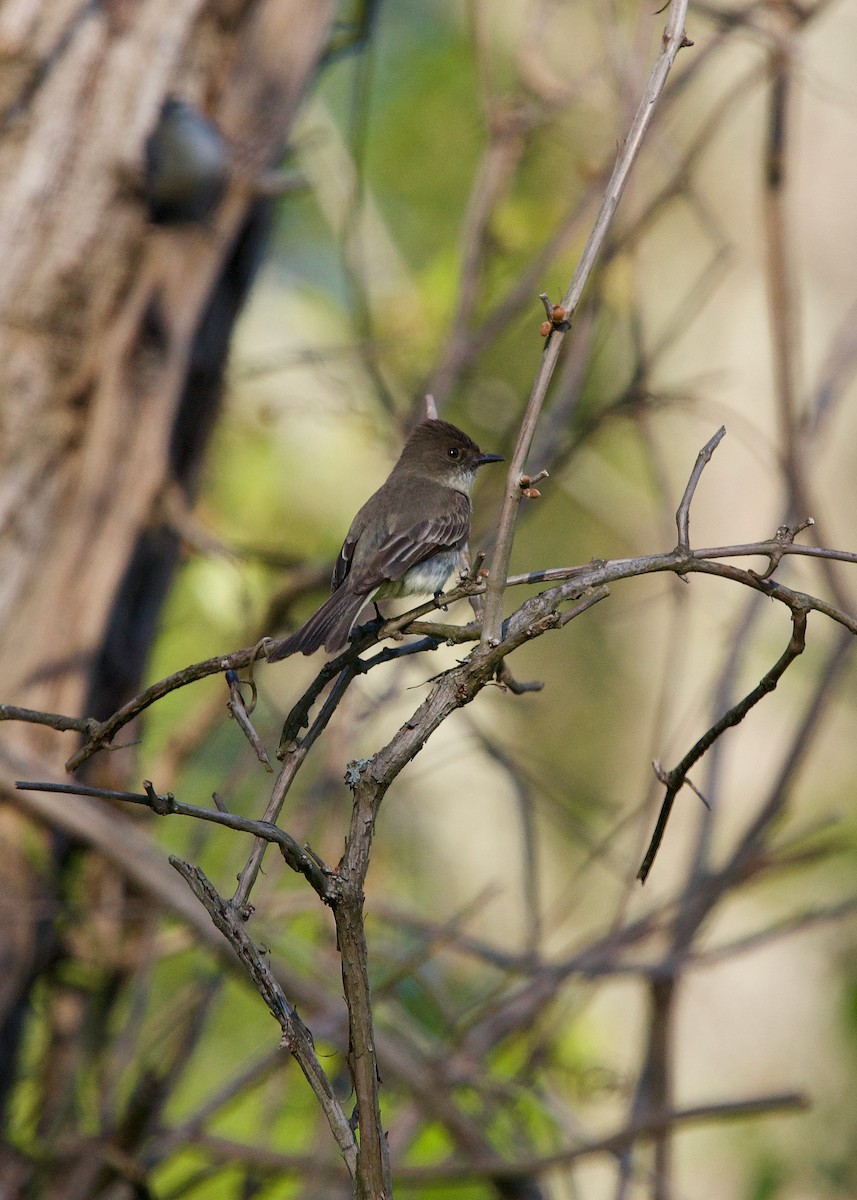 Eastern Phoebe - ML242629541