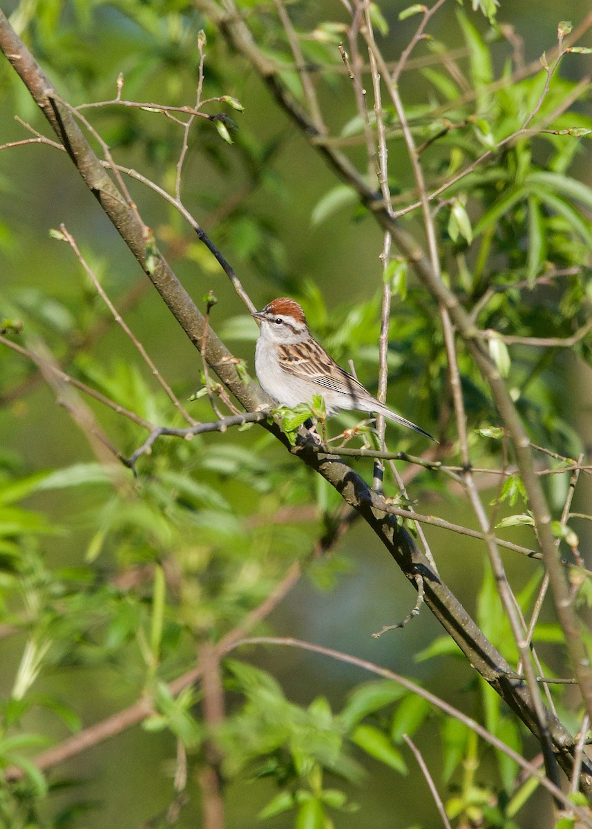 Chipping Sparrow - ML242629611