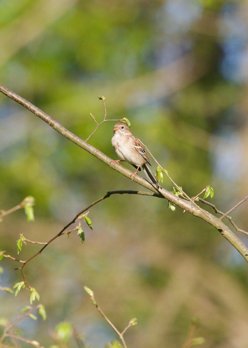 Field Sparrow - ML242629641