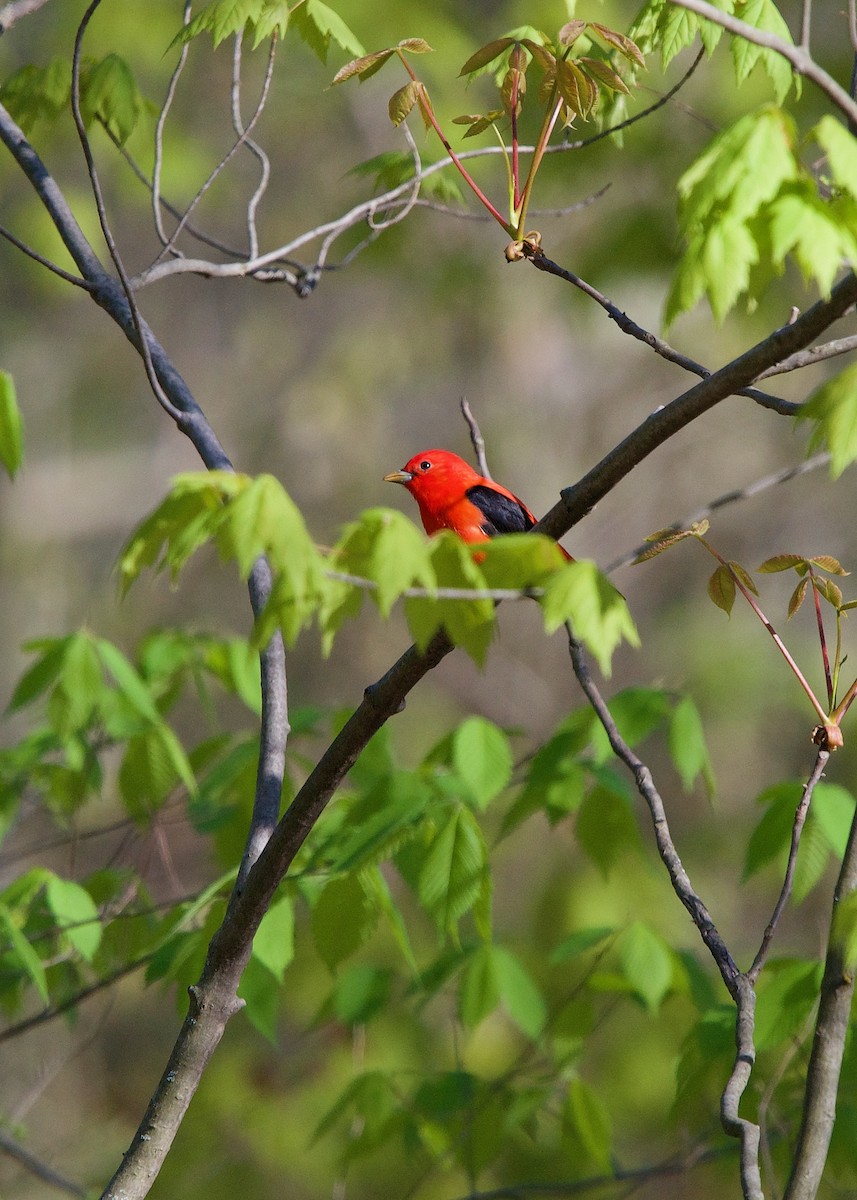 Scarlet Tanager - ML242629831