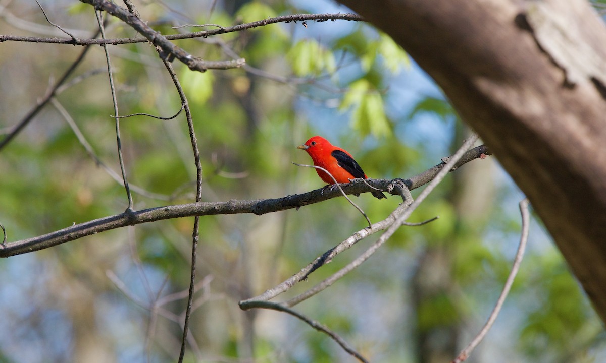 Scarlet Tanager - ML242629861