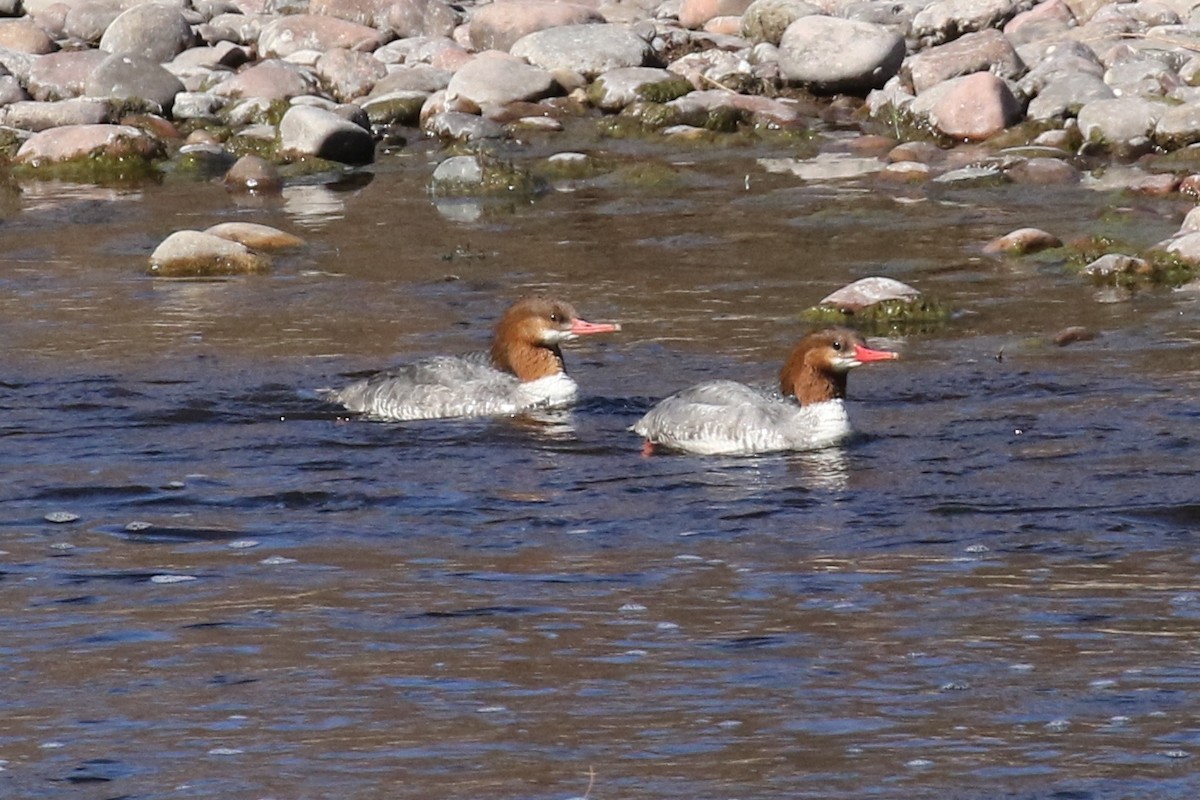 Common Merganser - Lindsay Story