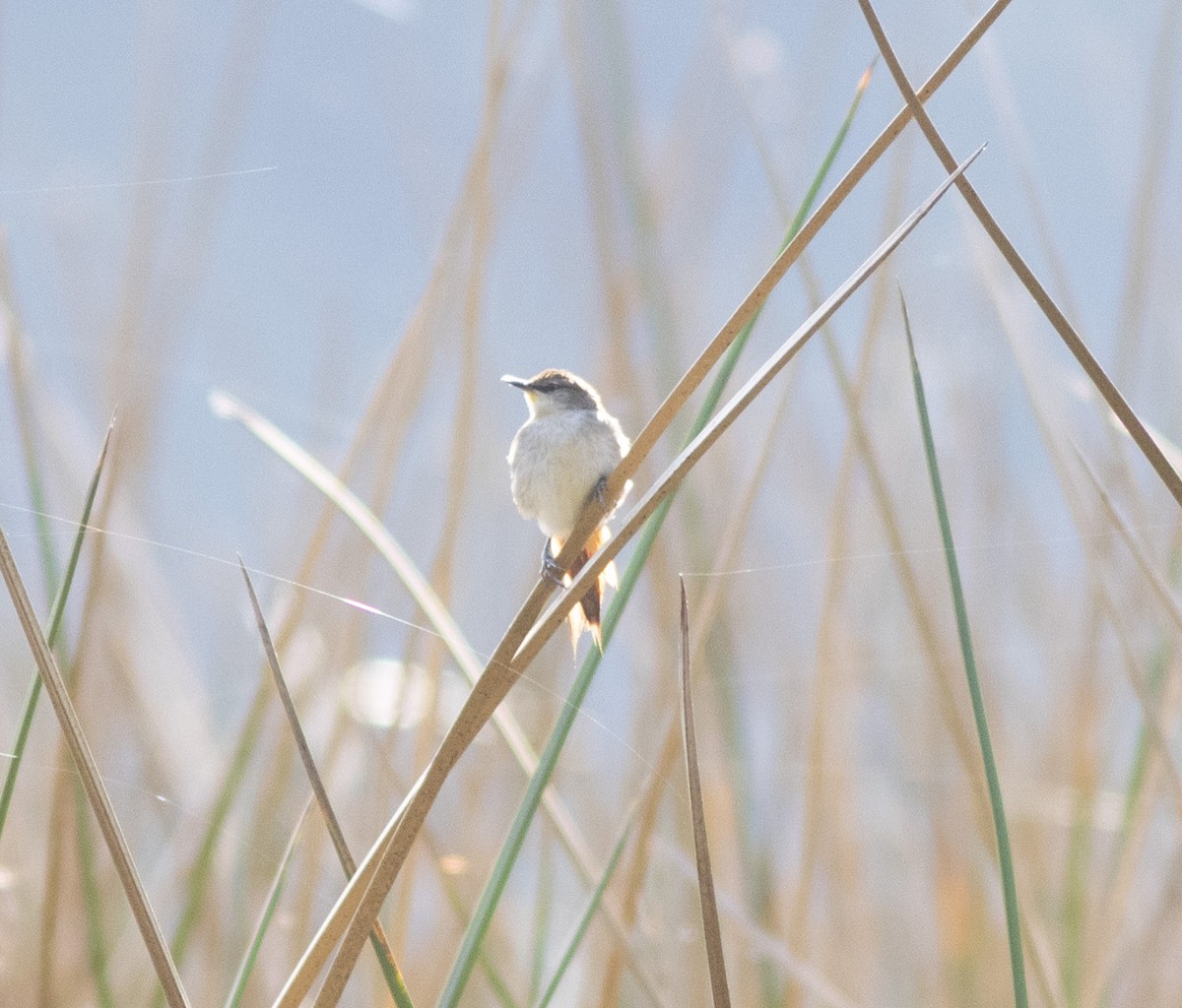 Yellow-chinned Spinetail - ML242630061