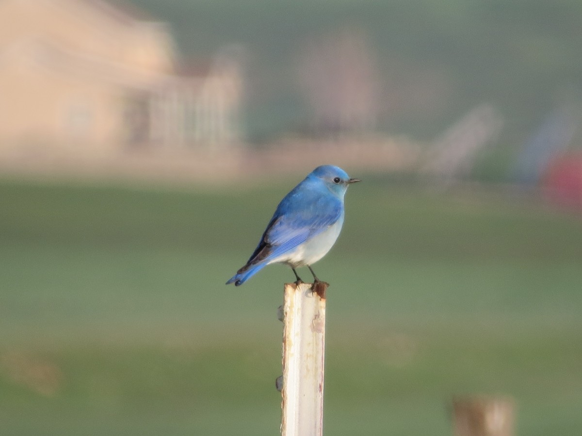 Mountain Bluebird - Rick Saxton