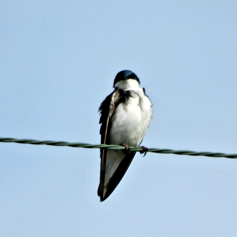 Tree Swallow - ML242630221