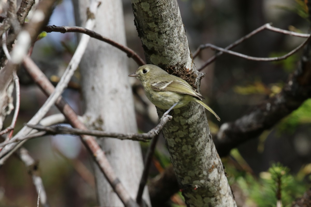 Hutton's Vireo - ML242630491