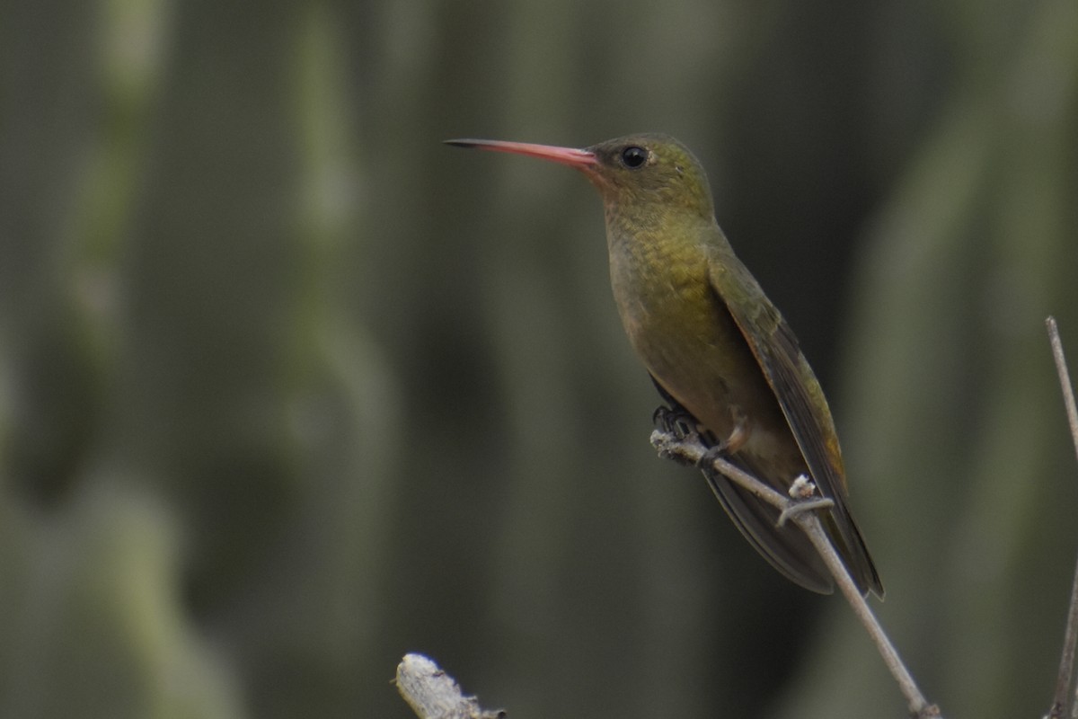 gyllenkolibri - ML242630611