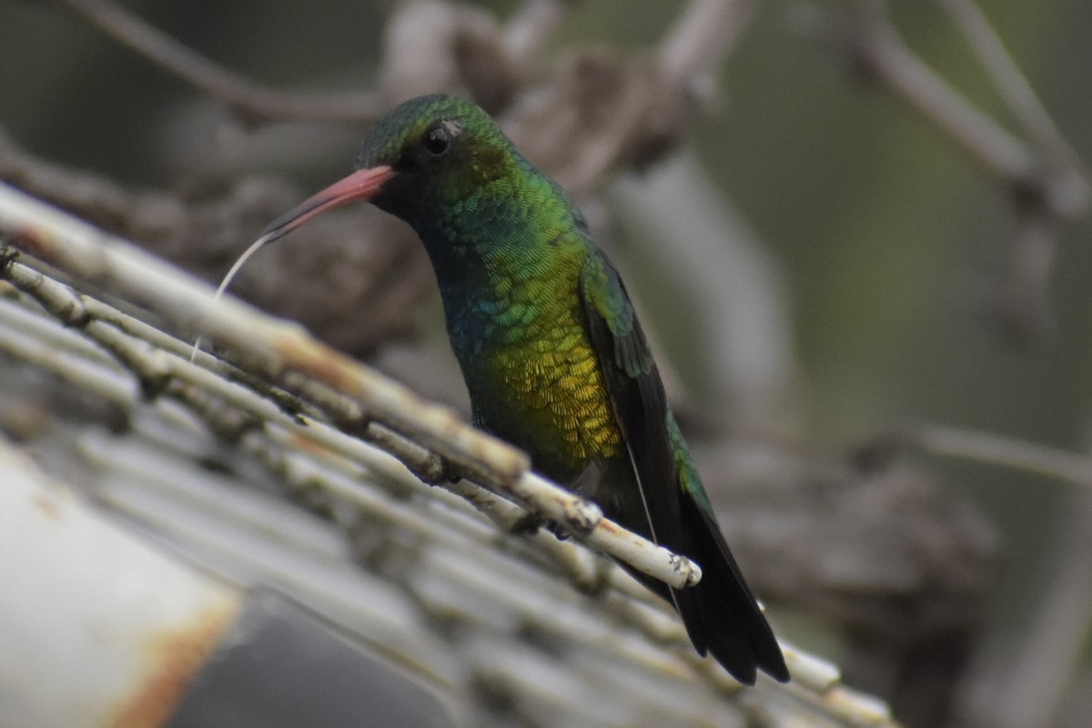 Glittering-bellied Emerald - ML242630671