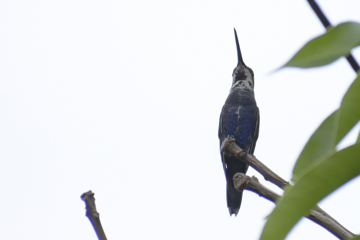 kolibřík cerradový - ML242630741