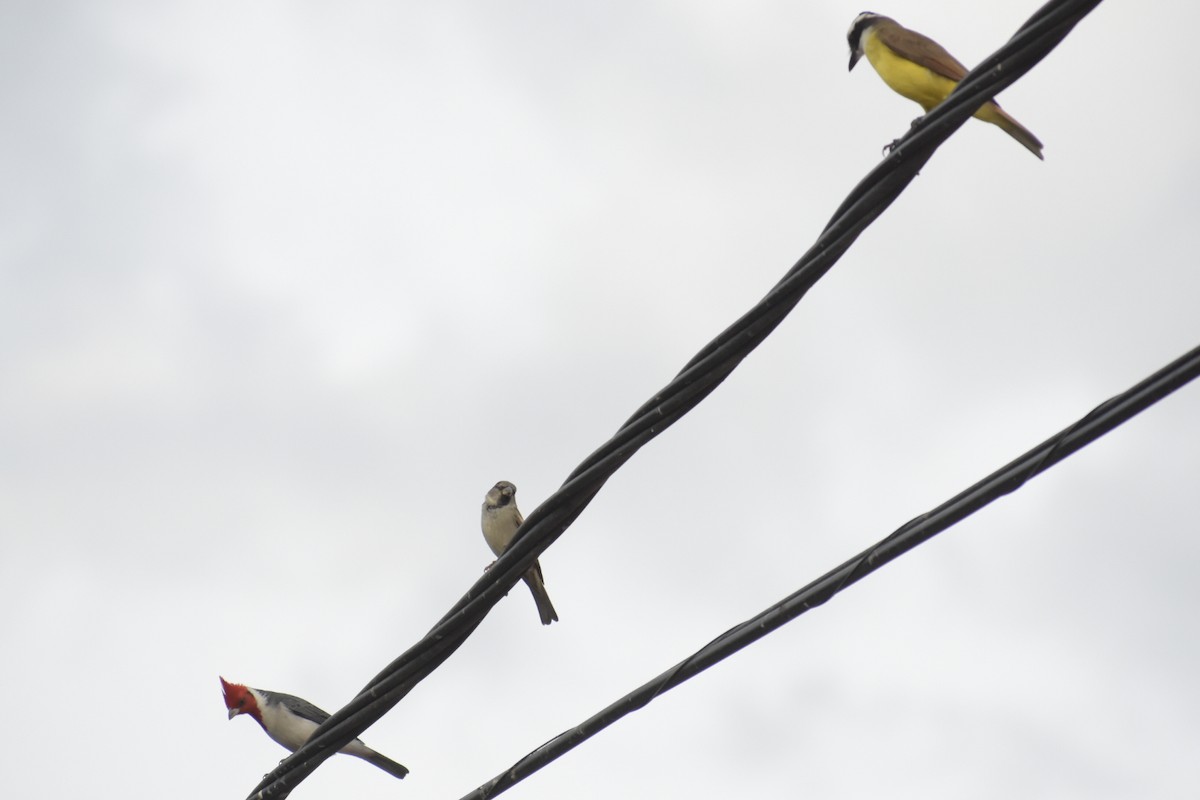 Great Kiskadee - ML242630821