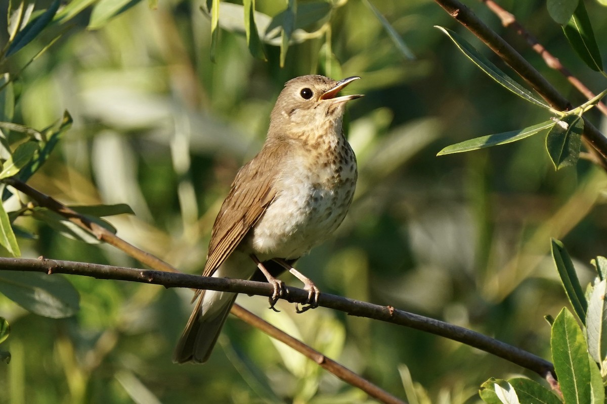 Swainson's Thrush - ML242631851