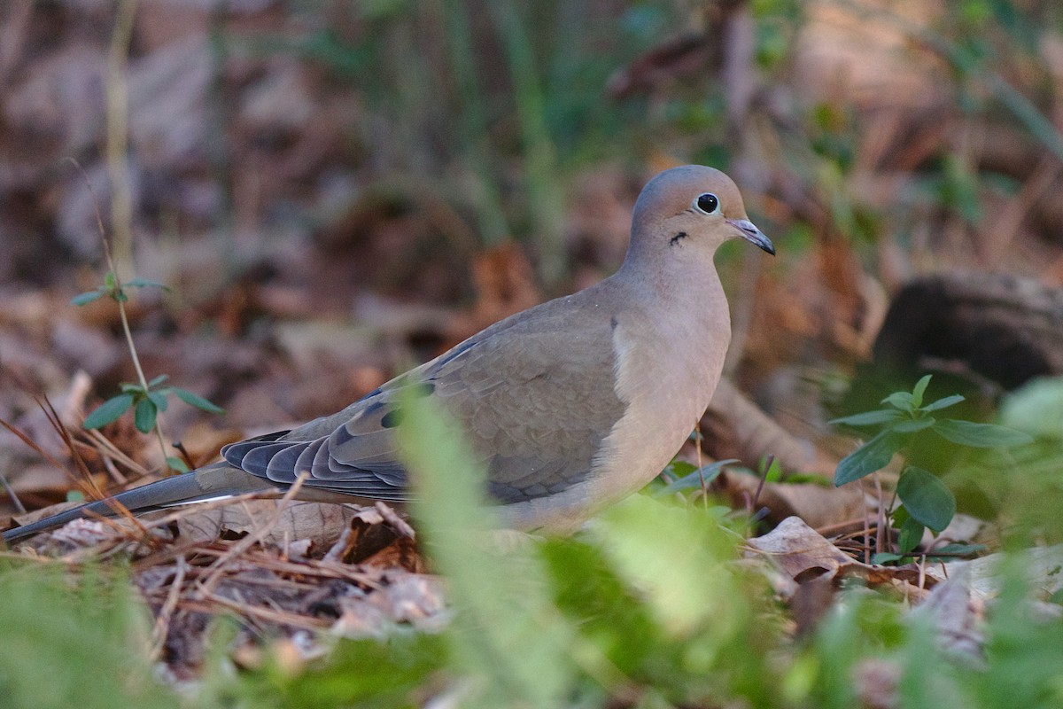 Mourning Dove - ML242632311