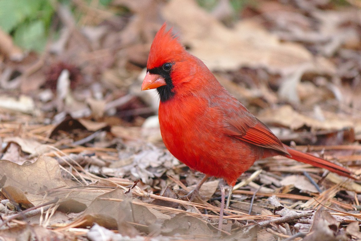 Northern Cardinal (Common) - ML242632741
