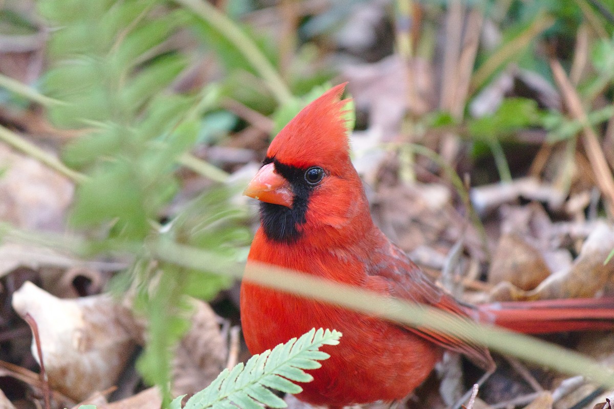 Northern Cardinal (Common) - ML242632751