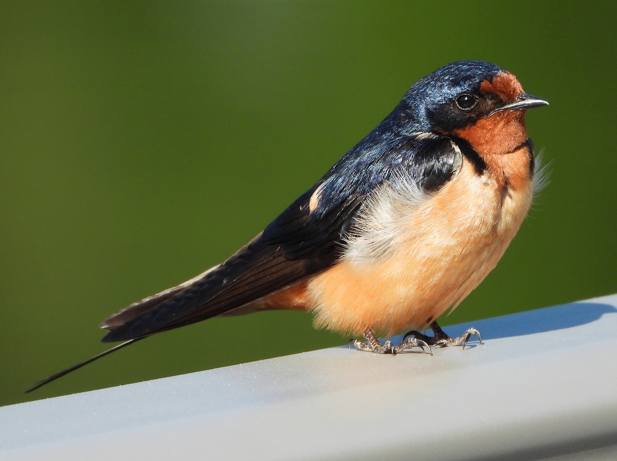 Barn Swallow - ML242633221